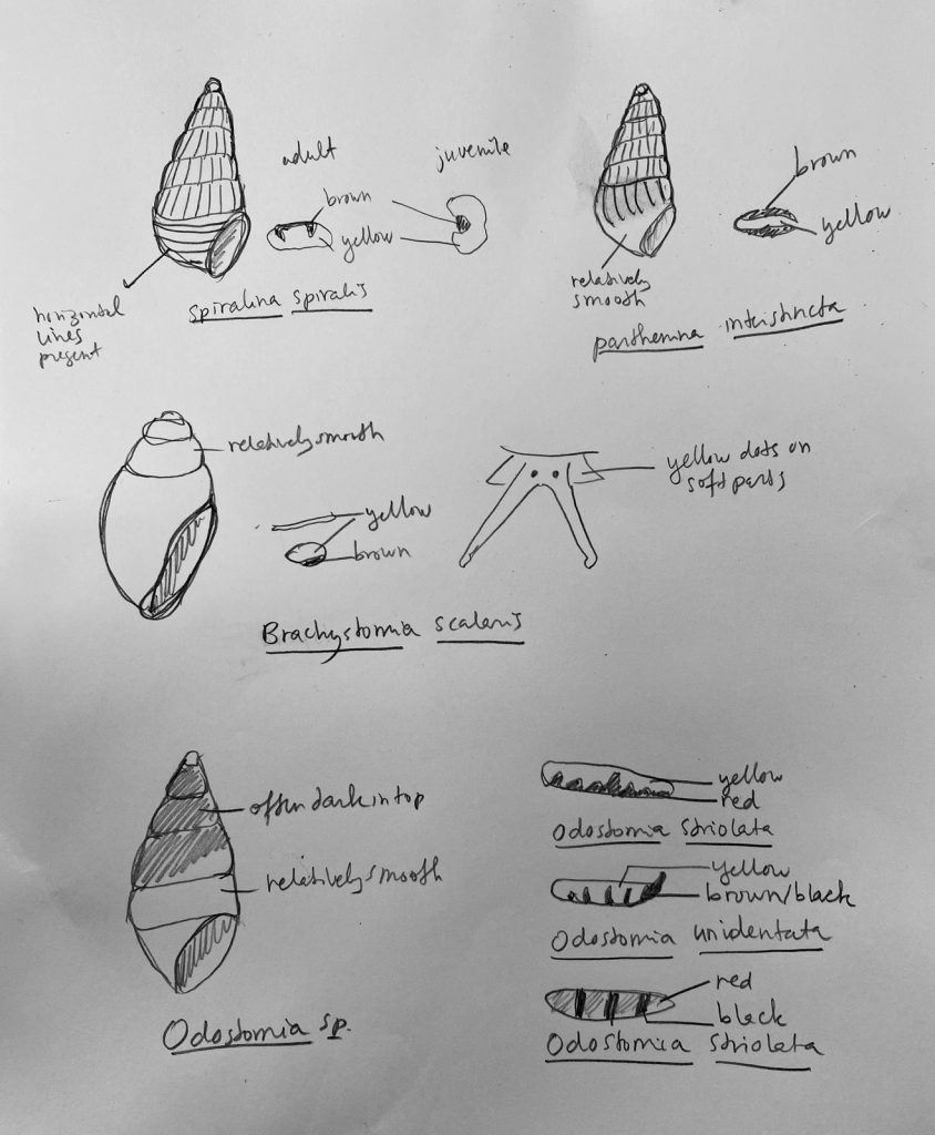 hand drawn figure showing the key characters to tell four similar species of small snails a part