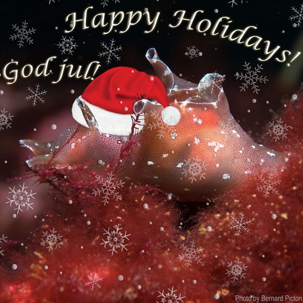 a red sea hare (which is a a seaslug) on red algea, with a photoshopped santa hat on