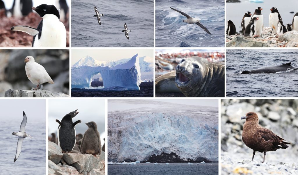 Vertebrates encountered; images of penguins, seals, a skua, a whale (dorsal fin showing), and various sea birds. A stunning ice berg with a tunnel like opening is also included in the collage.