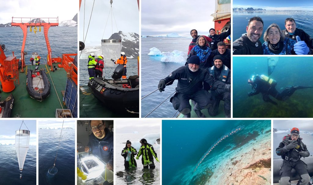 Collage of photos showing marine biologist collecting samples in the Antarctic - everyone is dressed warm. Scenes include the collecting net going in and coming up, scuba divers out collecting, samples being sorted in the lab, and some underwater images of the kind of animals they were looking for, like jellyfish and siphonophores