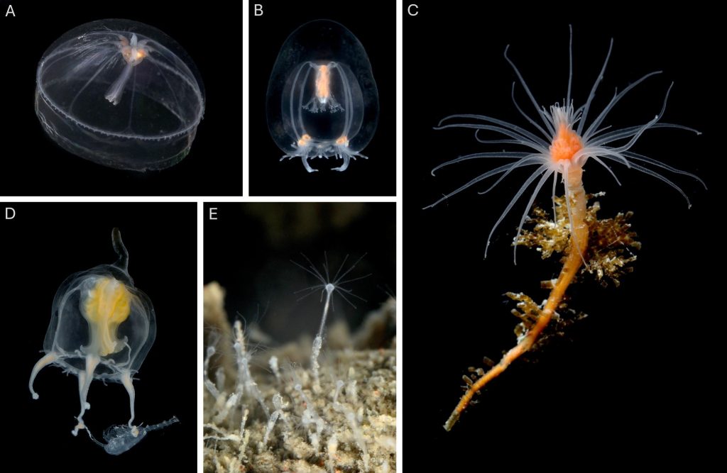 Images of some of the animals captured and photographed. They look like small jellyfish or tiny anemones, the scientific names are given in the caption