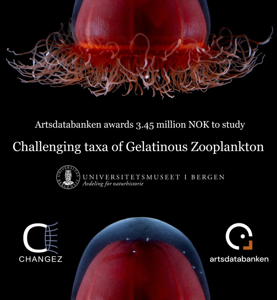 black background photograph of a deep red jellyfish that is both coming into the frame from below and excitig it at top. Text reads "Artsdatabanken awards 3.45 million NOK to study CHANGEZ: Challenging Taxa of Gelatinous Zooplankton"