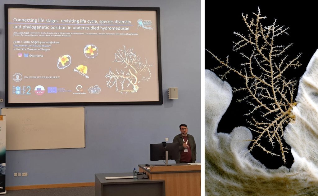 A man giving a lecture (title on slide: “Connecting life stages: revisiting life cycle, species diversity and phylogenetic position in understudied hydromedusae”. ) and a photo of a branching marine invertebrate growing on a sponge