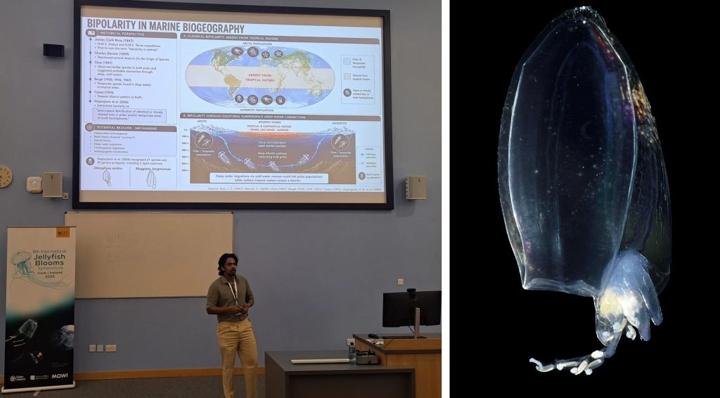 A man giving a presentation in front of an auditorium, and photo of a siphonophore, a jelly-like animal