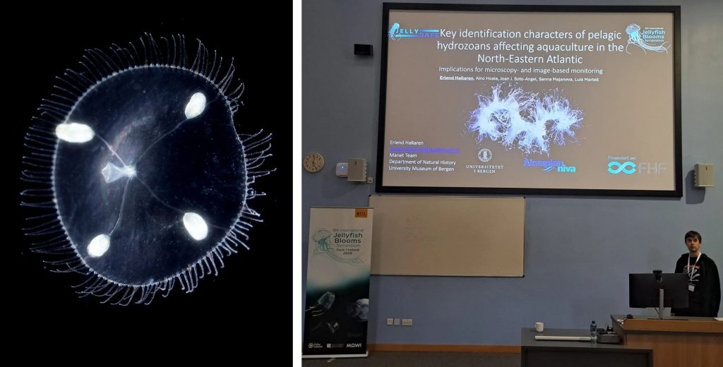 A small jellyfish with four prominent white spots against a black background, and a man giving a presentation titled “Key identification characters of pelagic hydrozoans affecting aquaculture in the North-Eastern Atlantic."
