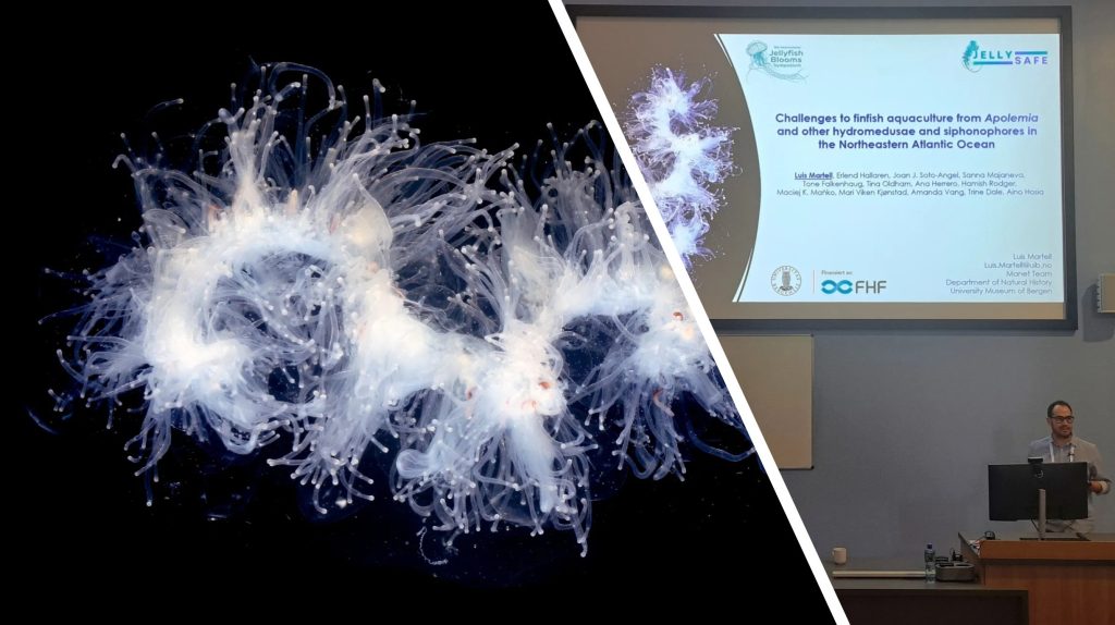 Two images, first is of what looks like a fluffy white mop, but is in fact a jellyfish - the other is of Lusi presenting his research project. 