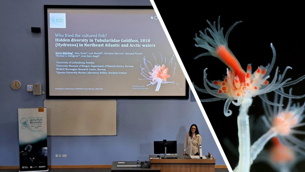 Doris during her talk on “Hidden diversity in Tubulariidae Goldfuss, 1818 (Hydrozoa) in the Northeast Atlantic and Arctic waters, and a photo of said Turbulariids, which are small, flower like animals in white and bright orange.